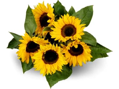 Sonnenblumen