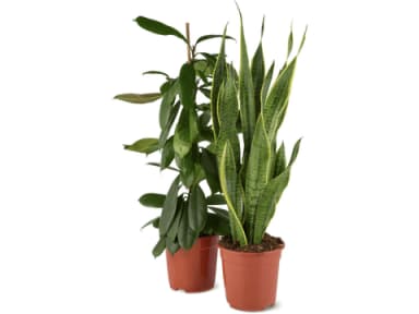 Grünpflanze Mix · 1 pz
