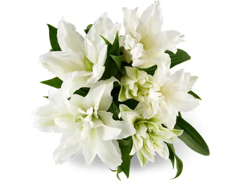 Lilien Roselily