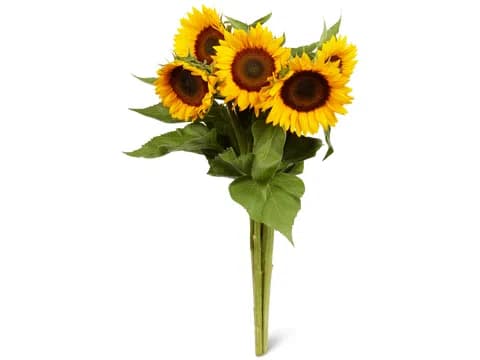 Girasoli