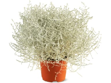 Calocephalus Aus der Region, 10cm · 1 pcs
