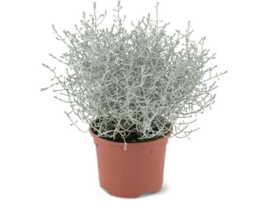 Calocephalus · 1 pz