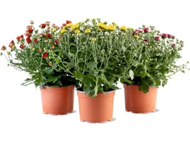 Chrysanthemum