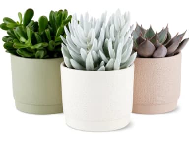 Cacti and succulents