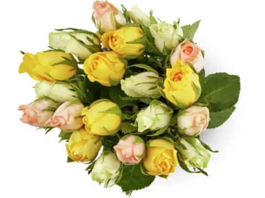 Migros Mini-roses 20 pièces
