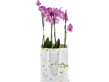 Phalaenopsis
