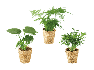 Plantes vertes dans un panier en vogue